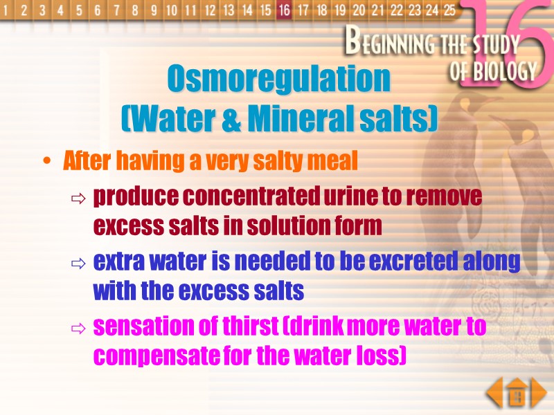 Osmoregulation  (Water & Mineral salts) After having a very salty meal produce concentrated